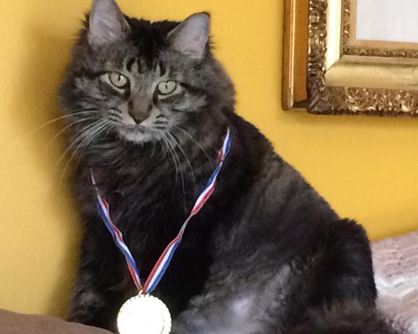 /Images/uploads/Cat Welfare Association/catwelfare2019calendarcontest/entries/6926thumb.jpg